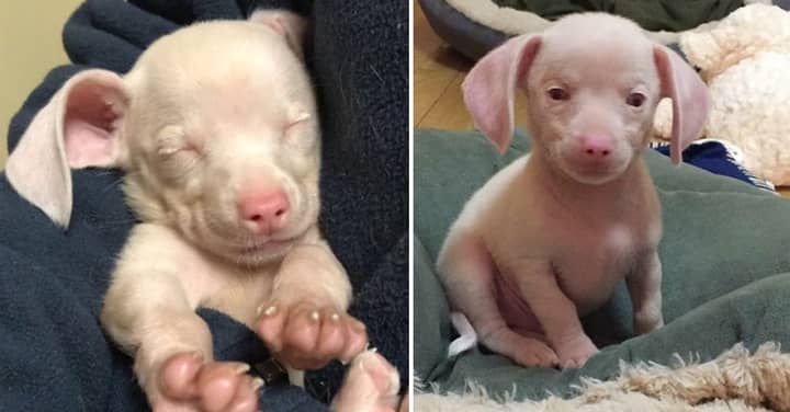 Piglet The Pink Blind And Deaf Puppy Is Inspiring Kids To Be Inclusive 