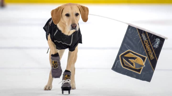 Benny The Labrador Is The World’s First Ice Skating Dog