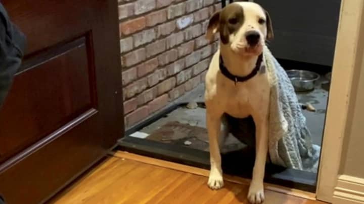 Rescue Dog Struggles To Enter His New Home Because He Had Never Been Indoors Before