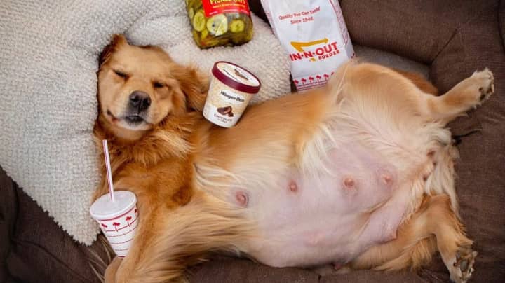 This Pregnant Dog Is Living Her Best Life With Pickles And Ice-Cream