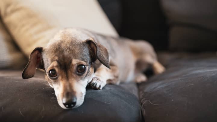 Animal Welfare Expert Slams TikTok Trend For 'Eating' Your Dog's Ear