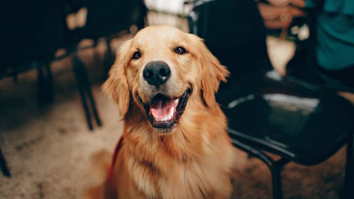 Golden Retrievers Are Officially The Most Popular Dogs