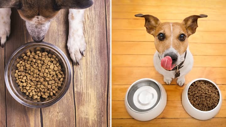 Your Dog Can Get Paid £100 A Month To Be A Pet Food Critic