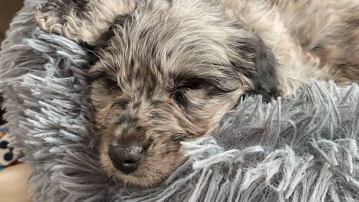 Family Slam 'Inexperienced Breeder' After £7,000 Puppy Dies