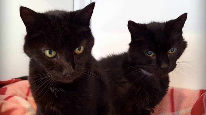 21-Year-Old Brother Cats Looking For Forever Home Together