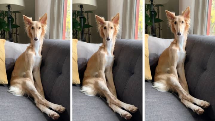 Dog With Insanely Long Legs Resembles Giraffe
