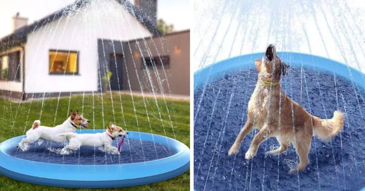 You Can Now Buy A Paddling Pool With Sprinklers For Your Dog