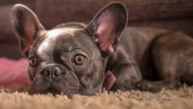French Bulldogs Are Officially The UK's Top Dog Breed